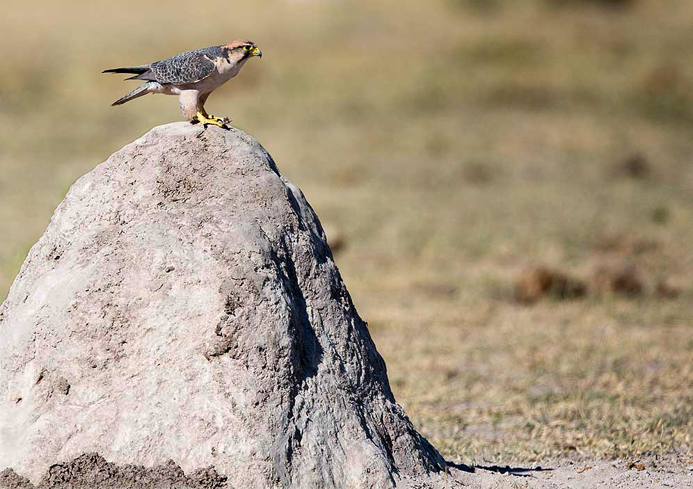 Lanner Falcon